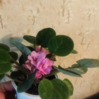 Теменужки розов цвят , снимка 4 - Стайни растения - 43236680