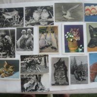 Пощенски картички с цветя и животни., снимка 6 - Колекции - 43512265