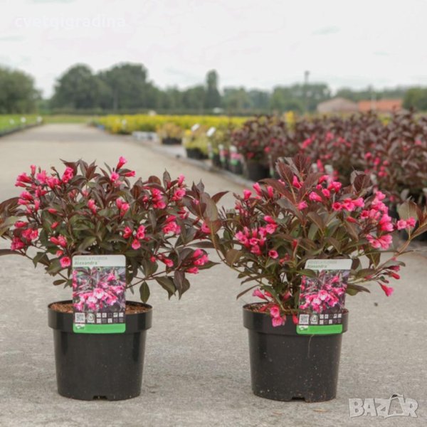 Weigela florida Alexandra (Вейгела Александра), снимка 1