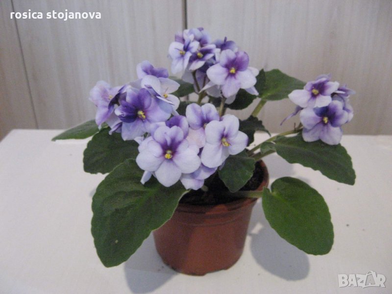 Африканска теменужка,сентполия, снимка 1