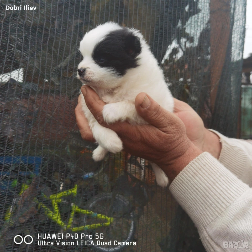 Продавам мини шпиц , снимка 1