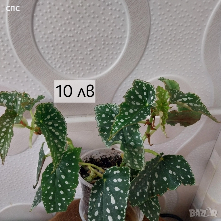 Бегонии в продажба , снимка 1