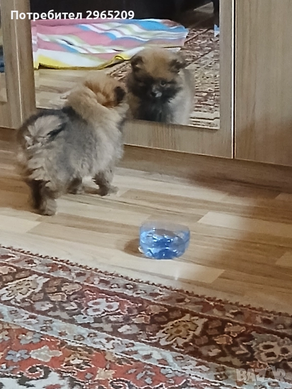 Померан, снимка 1