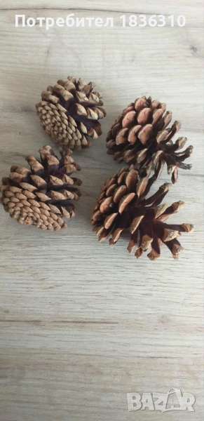 Шишарки големи, снимка 1