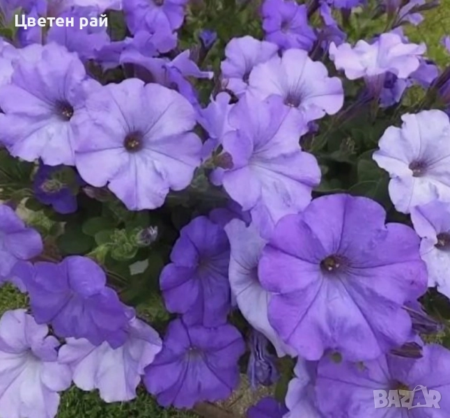 Петуния микс , снимка 1