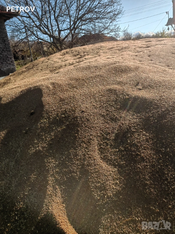 Продавам пшеница, снимка 1