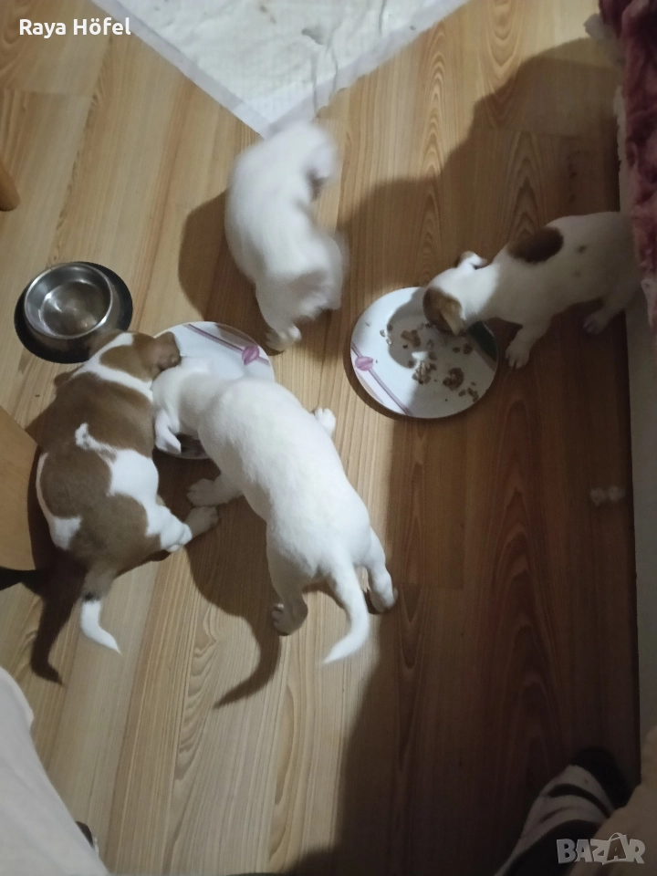 Джак Ръсел , снимка 1