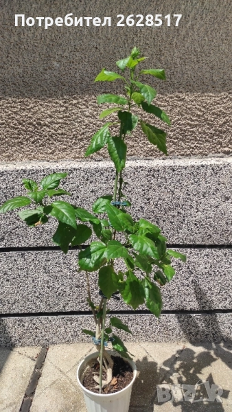 Китайска роза с червени обемни цветя висока 60 см, снимка 1