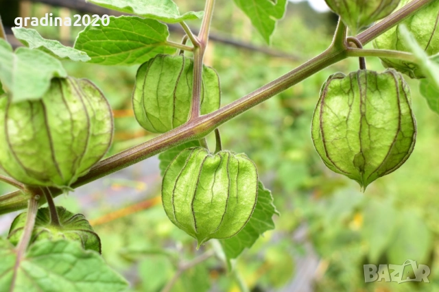 Физалис (Земна череша), снимка 2 - Разсади - 51790305