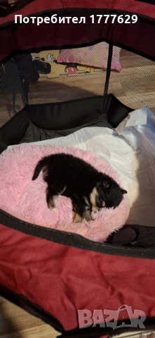 Продавам немски шпиц, снимка 2 - Шпиц - 53527505