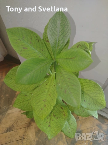 Каучуково дърво (Euphorbia Synadenium) - саксийно растение. , снимка 5 - Стайни растения - 51625139