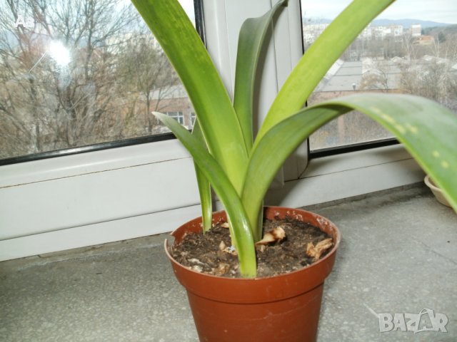 Продавам цветя Амарилис, преди цъфтеж - бели с червени ивици, снимка 3 - Стайни растения - 43359621