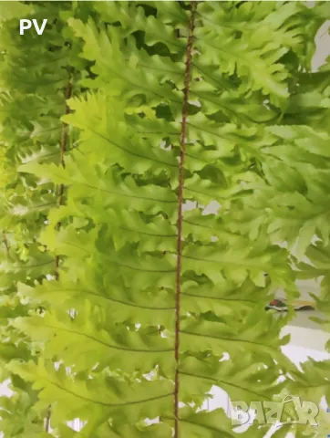 Стайна папрат, къдрава, снимка 4 - Стайни растения - 50145430