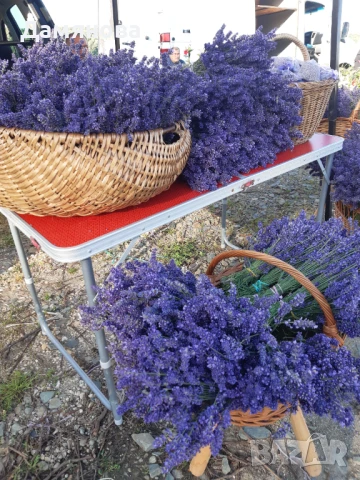 Продавам свежи и сухи букети лавандула, торбички - само на едро, снимка 1
