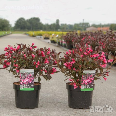 Weigela florida Alexandra (Вейгела Александра)