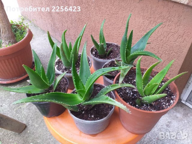 Пъстра Шефлера и Лечебно алое, снимка 2 - Стайни растения - 33244684