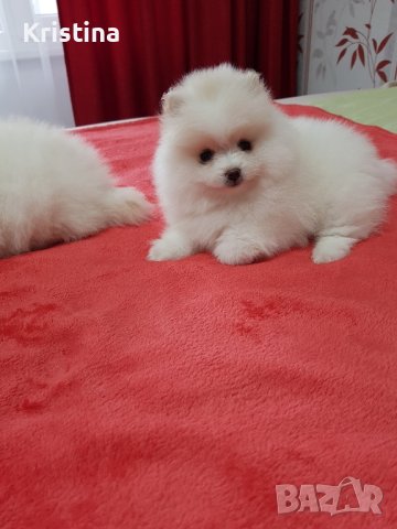Померан померани померанчета, снимка 3 - Померан - 43700936