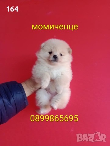 Мъжки и женски Померани, снимка 3 - Померан - 53120019