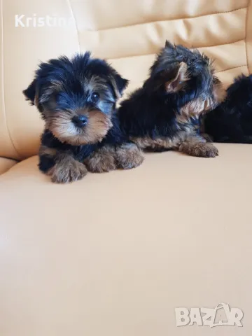 Йорки йоркширски триер , снимка 2 - Йоркширски териер - 47483651