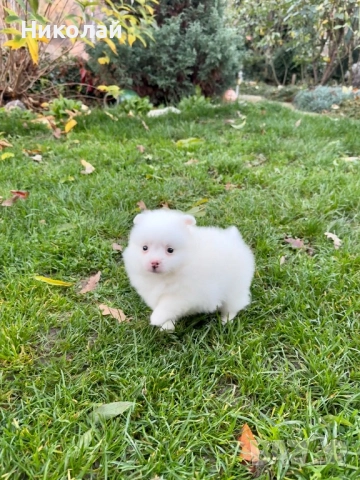 Померан мини момче. Померанче, снимка 3 - Померан - 52633667