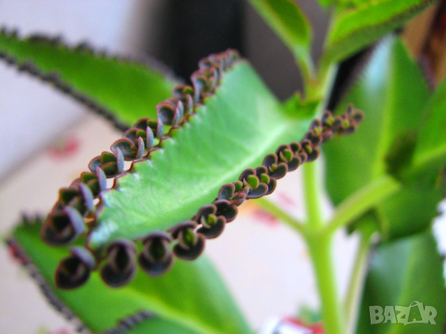 Лечебно каланхое 2-3 годишни растения + подарък цвете или билки, снимка 2 - Стайни растения - 52377803