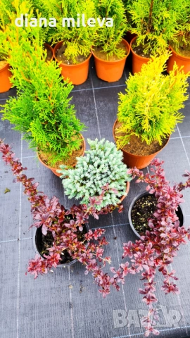 Промо пакет от 5 бр студоустойчиви растения!, снимка 4 - Градински цветя и растения - 51431387