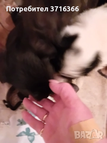 Продавам мини булонки, снимка 8 - Болонка - 53465084