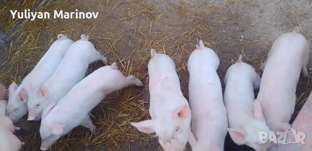 5 бр мъжки прасенца , снимка 2 - Прасета - 52360464