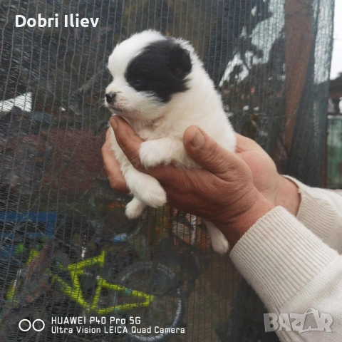 Продавам мини шпиц 