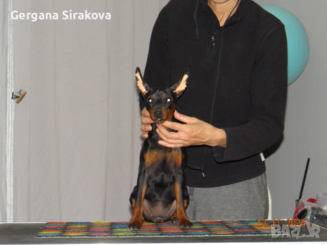 Миниатюрен Пинчер, снимка 5 - Пинчер - 52606026