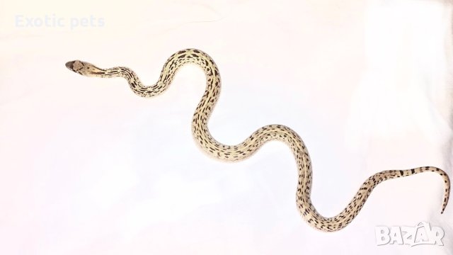 Продавам бул снейк , bull snake , снимка 3 - Змии - 43442203