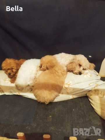 Малтипу , снимка 8 - Пудели - 52968407