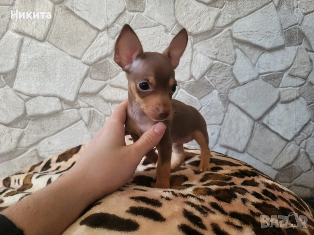 пинчери, снимка 2 - Пинчер - 53141626