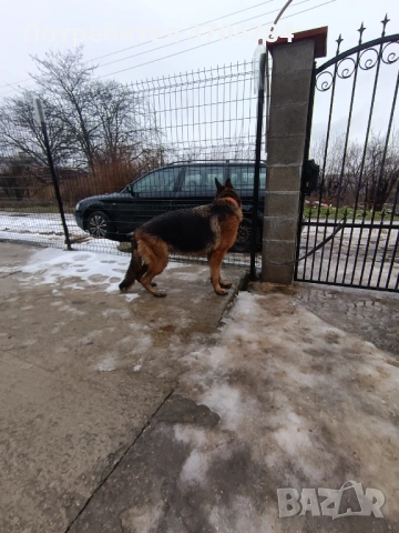 Продавам немска овчарка , снимка 8 - Немска овчарка - 53245024