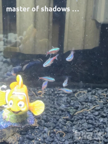 Продавам малки рибки на брой 1.28 евро  , снимка 5 - Рибки - 53345421