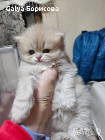 Родословни Британски котета 