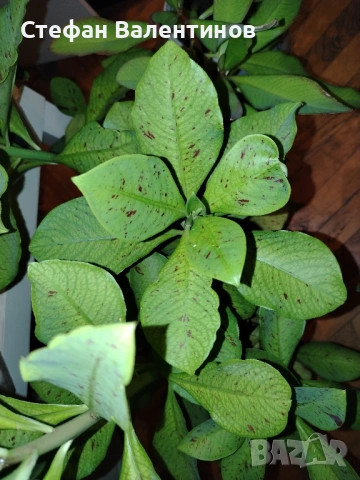 Еуфорбиякаучукова- саксийно растение. , снимка 7 - Градински цветя и растения - 51625139