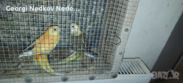 Продавам пойни страки, снимка 2 - Папагали - 52685447