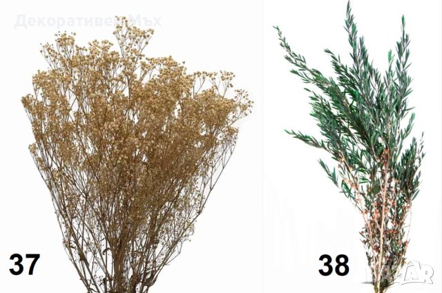 Стабилизирани естествени растения и листа - декорация, украса, арт., снимка 4 - Декорация за дома - 31836958