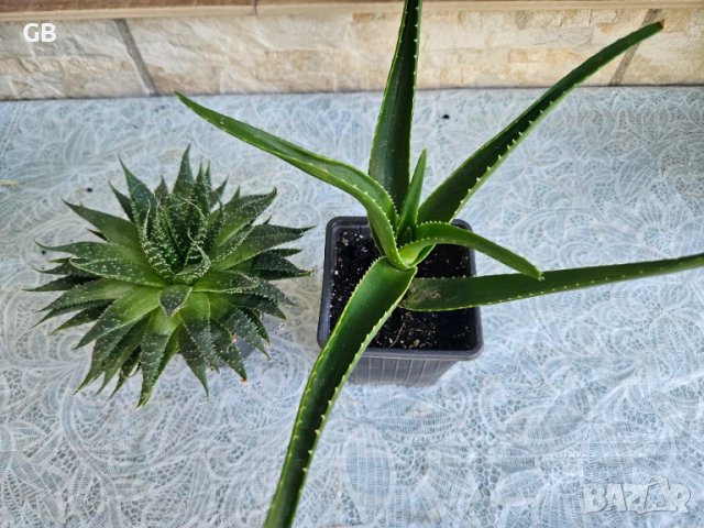 Промо комплект Алое Вера и Аристата, снимка 2 - Стайни растения - 51317999