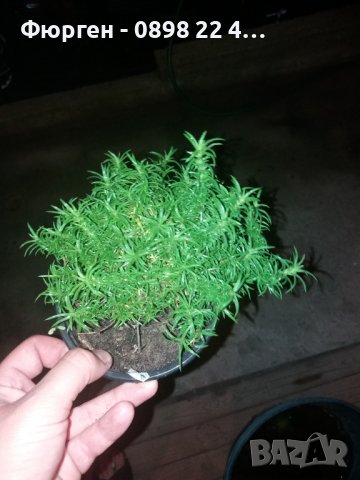 Разсад Флокс 6 цвята-Бял,лилав,розов,,шарен,виолет и цикламен Цена за 1бр 5лв, снимка 7 - Разсади - 37605672