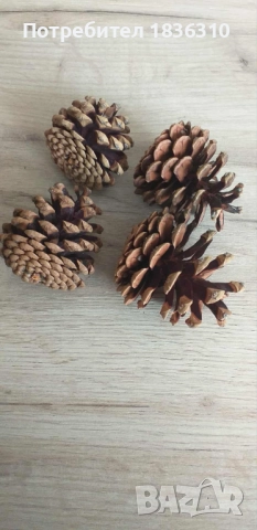 Шишарки големи