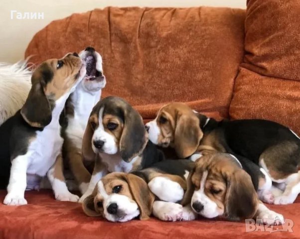 Английски Бигъл, снимка 1
