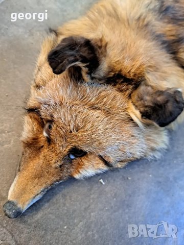 яка от лисица   25/4, снимка 2 - Шалове - 50295145