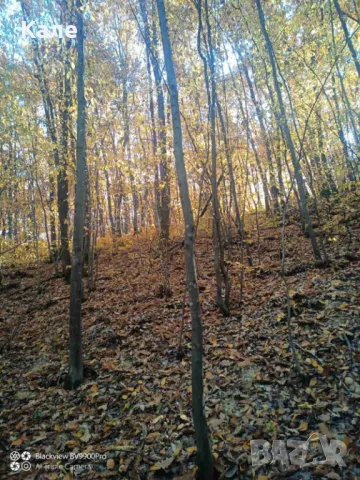 Широколистни гори 15.5 дка с. Винище, община Монтана, снимка 5 - Земеделска земя - 48391879