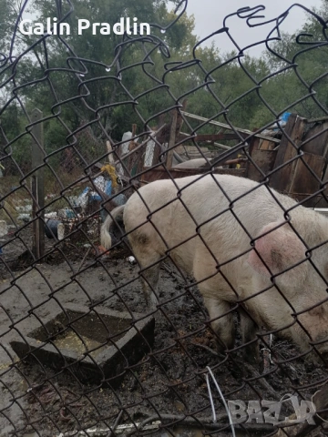 Продавам малкаи и малки прасета, снимка 4 - Други животни - 53082445