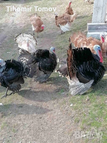 продавам домашно гледани пуйки пуяци , снимка 4 - Кокошки и пуйки - 52243231