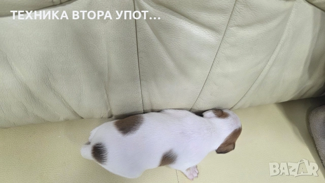 Мъжки джак ръсел териер , снимка 2 - Джак ръсел териер - 52885977