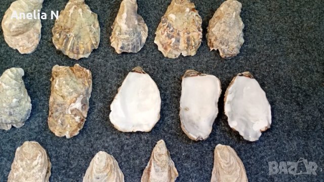 Черупки от стриди, снимка 3 - Морски сувенири - 48439581