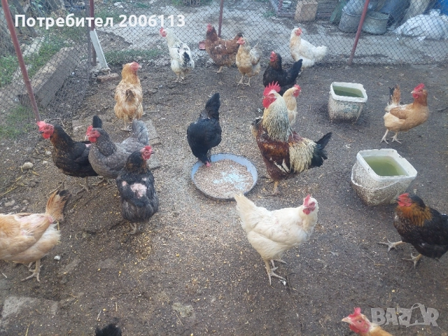 Кокошки и петли от породите ню хемпшер,катунски,светъл съсекс., снимка 3 - други­ - 51654542